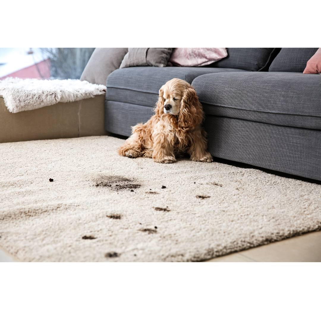 Sad puppy leaves muddy footprints all over white rug